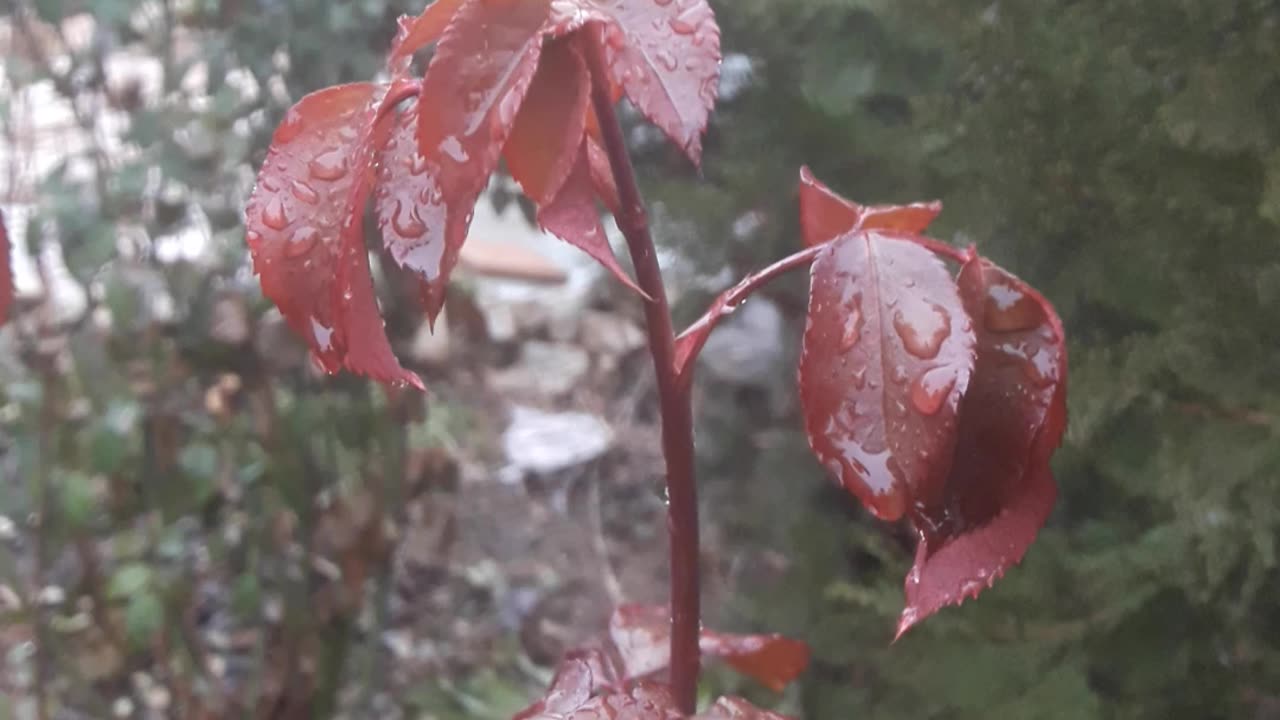 New Rose Leaves in December