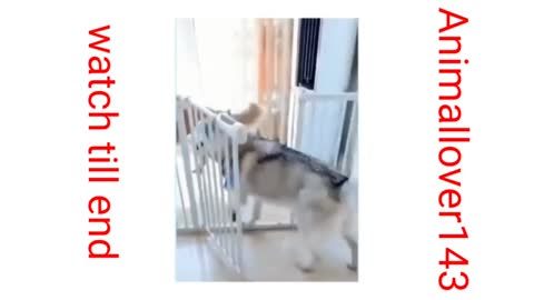 Dogs scared and run seen A puppy dogs kill prank