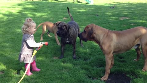 Onze dochter speelt met onze 3 Boerboels