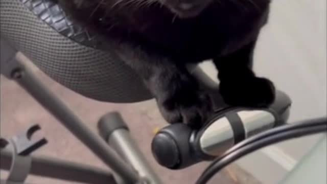 Adopting a Cat from a Shelter Vlog - Precious Piper on Exercise Bike and Stretching Claws #shorts