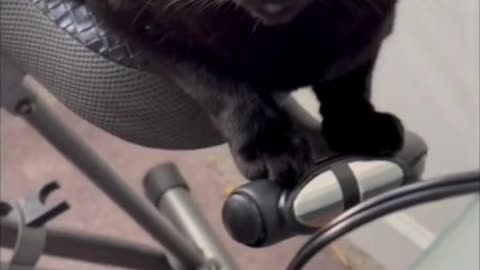 Adopting a Cat from a Shelter Vlog - Precious Piper on Exercise Bike and Stretching Claws #shorts