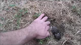 🐇 Nesting Wild Baby Bunnies ❤