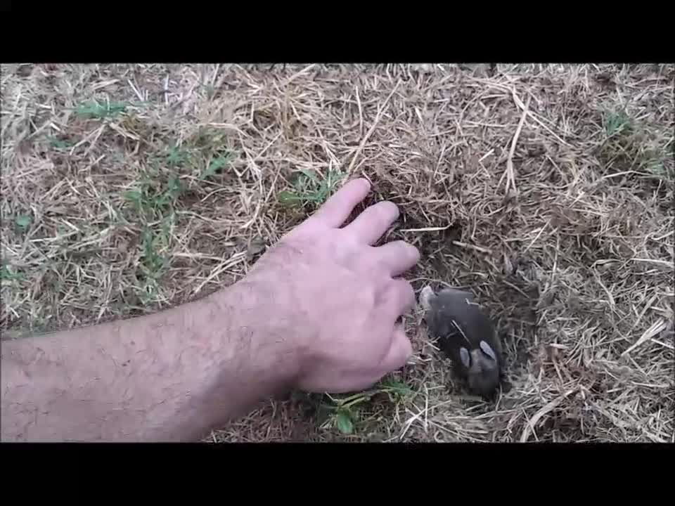 🐇 Nesting Wild Baby Bunnies ❤