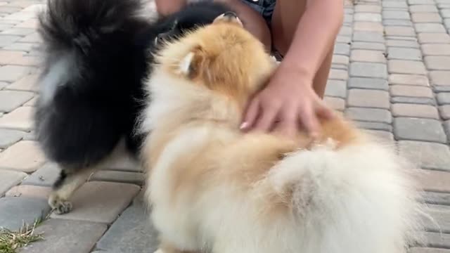 girl playing with two dogs