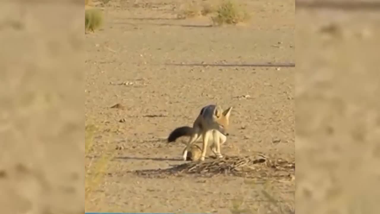 Fox urinating on an Armadillo for him to open.