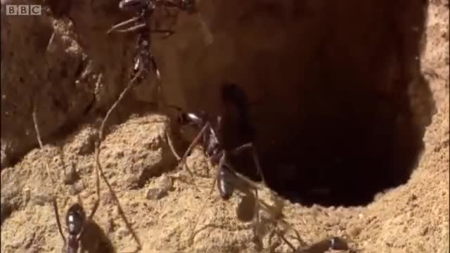 Defending the ant nest from intruders | Ant Attack | BBC