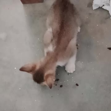 Mama Cat Takes Back Crying Kitten From Toddler #short