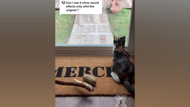 Cats vs Cucumbers - hilarious