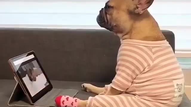 Dog watching his favorite video 😂