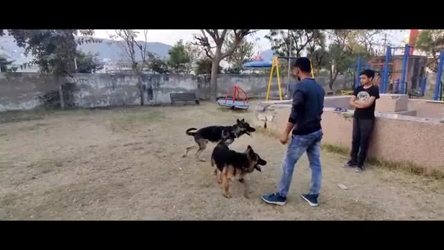 Labrador BARKING vs German Shepherd puppies Barking