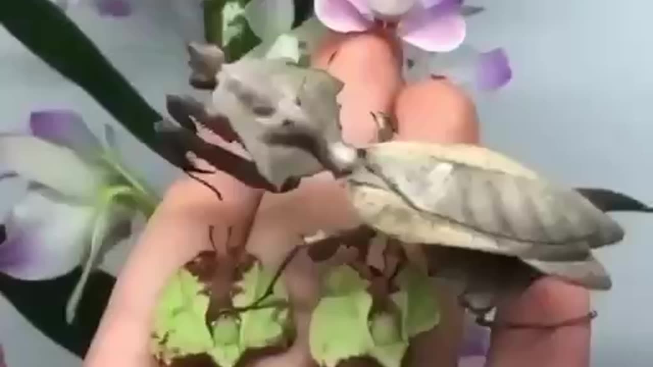 NOPE THATS NOT 🌱PLANTS IN HIS HAND THEY ARE PRAYING MANTISES !