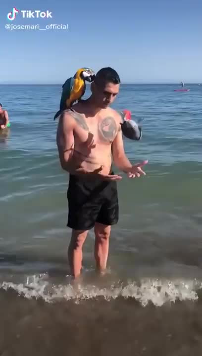 FUNNIEST PARROTS - Cute Parrot And Funny Parrot Videos Compilation [BEST OF]