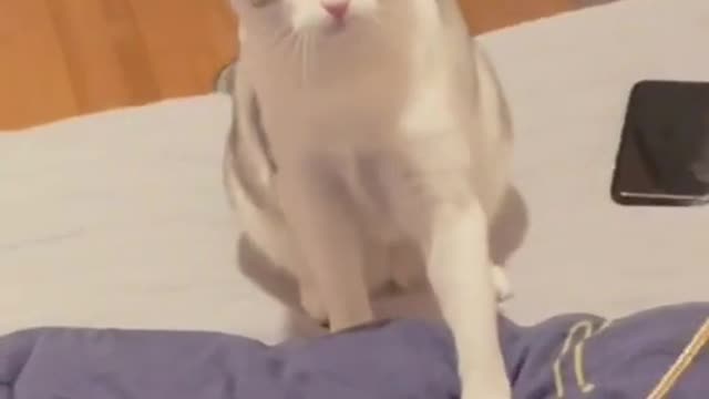Funny cats kittens video.