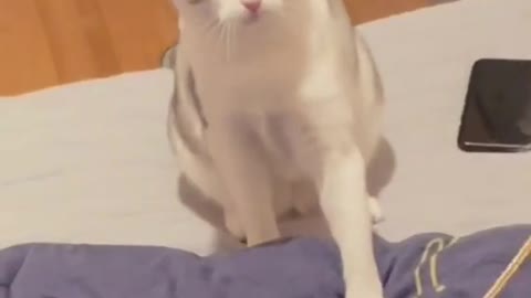 Funny cats kittens video.