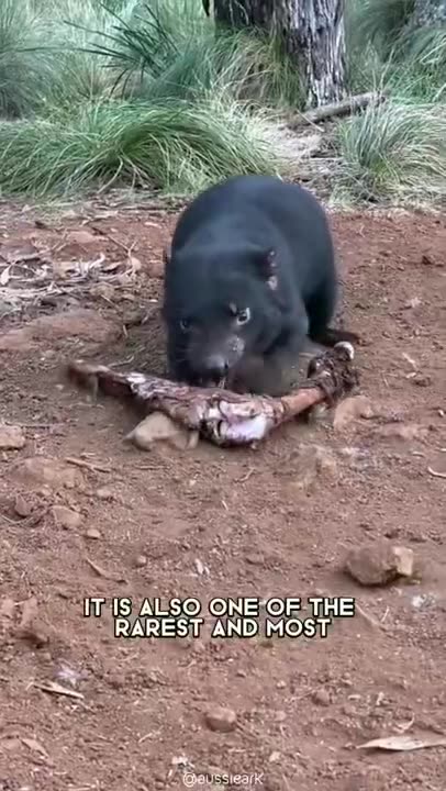 Tasmanian Devil 🌪 One Of The Worst Mothers In The Animal Kingdom #tasmaniandevil #tasmanian #devil