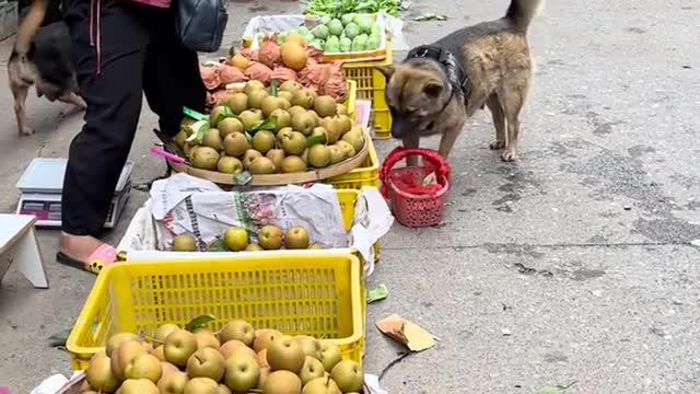 Good smart dog, dog shopping