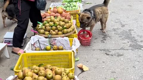 Good smart dog, dog shopping