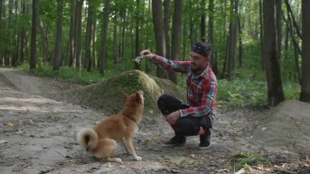 How to Train a Dog Easily step by step.