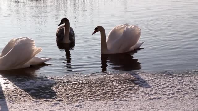 swimming swans winter bterf