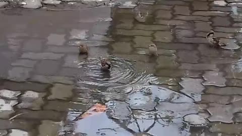 Bathing Sparrow with Enjoyment