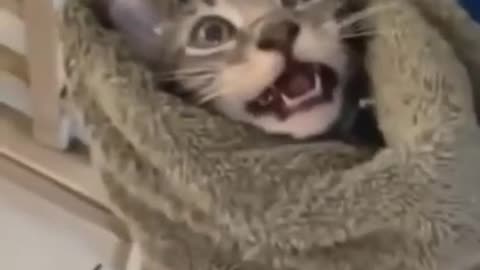 Funny animal videos#6