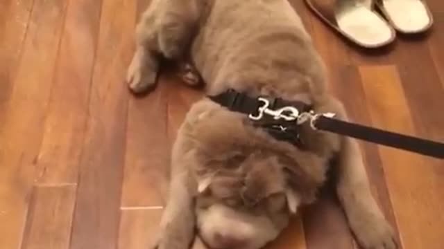 Stubborn Shar Pei doesn't want to go for walk