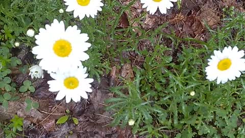 Daisies