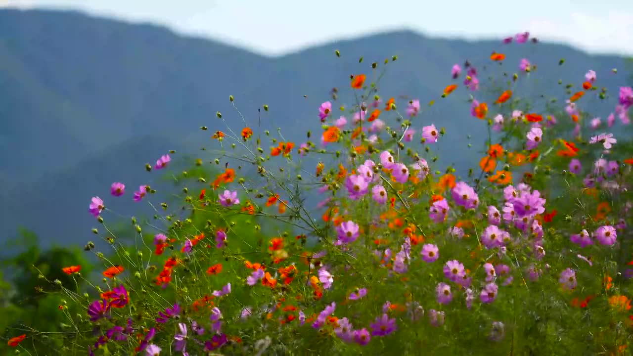 Natural Beautiful Flowers