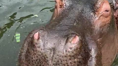 A hippopotamus