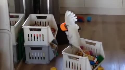 Parrot enjoying party alone