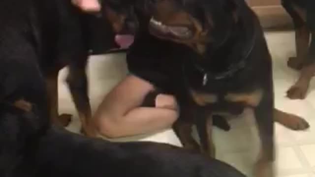 Rottweiler attack