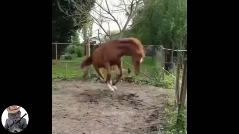 Funny horse videos of gangster pets