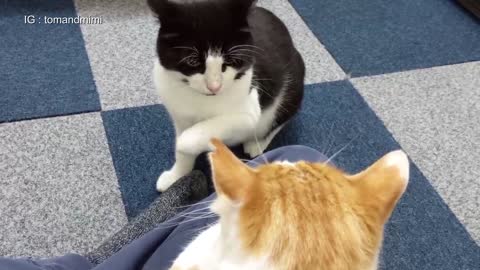 Jealous Cat Doesn't like It When Other Cat Sits On Owners Lap