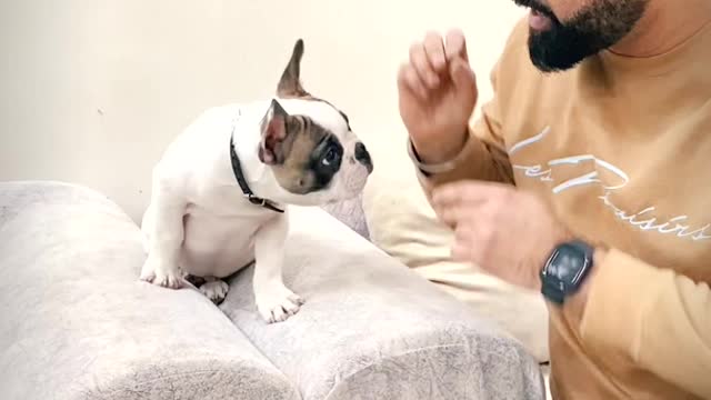 DOG TRAINING FUNDAMENTALS: LESSON 12