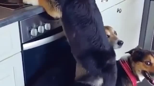 Try Not To Laugh 😂 - With this Strange Reactions Of Dogs And Cats