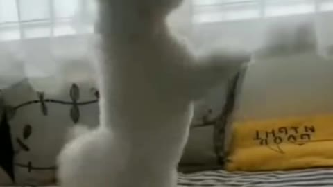 Cute dog.