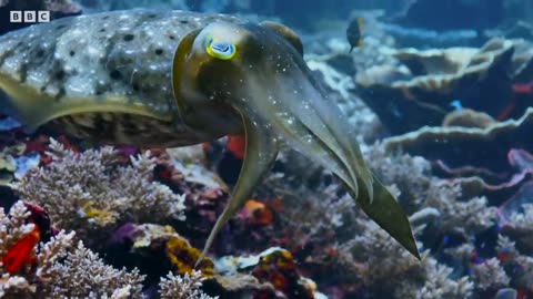 Exploring The Underwater World _ 4K UHD _ Blue Planet II _ BBC Earth