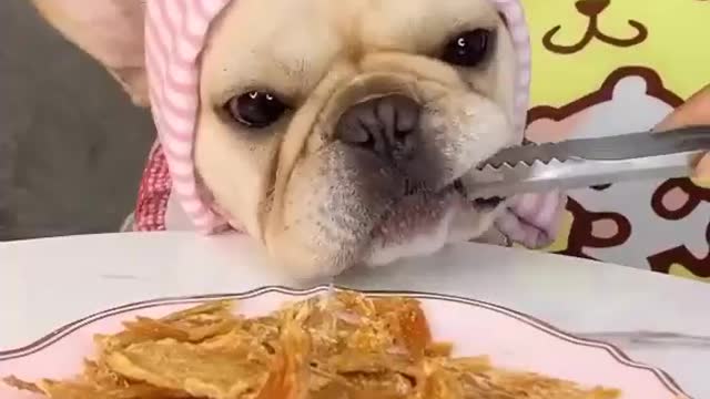 Dog Eating ASMR Videos Eating Show