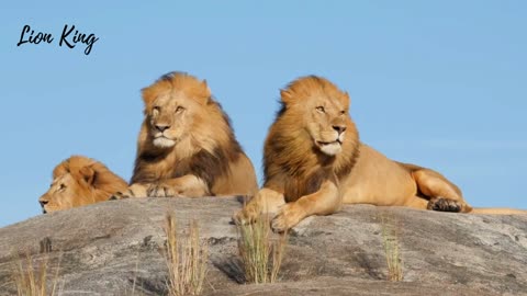 Lions chilling