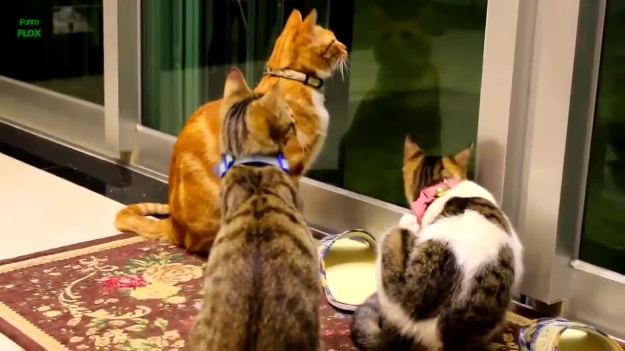 Funny Cats and Kittens Meowing Compilation