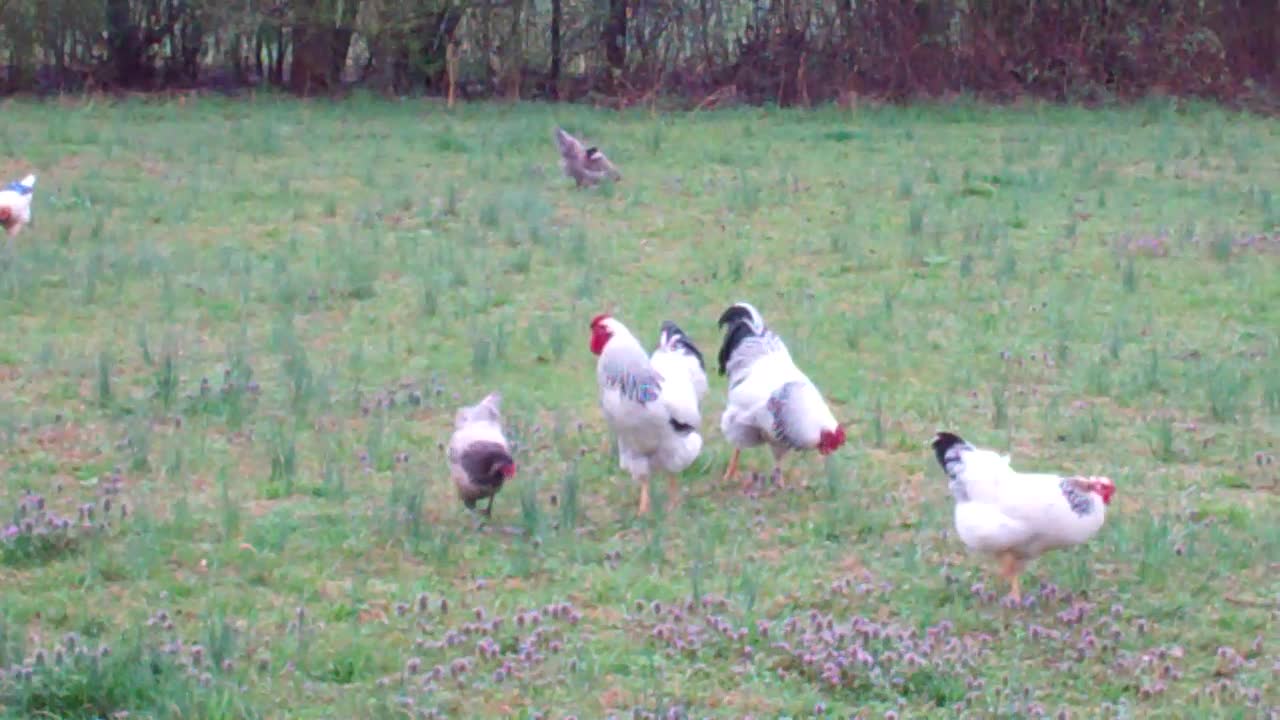 quite redneck chicken time, with bunnies!