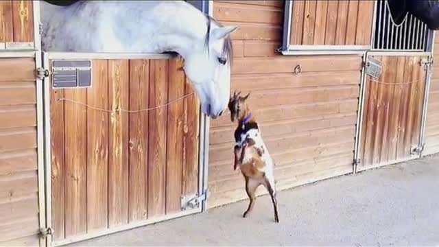 Funny animals