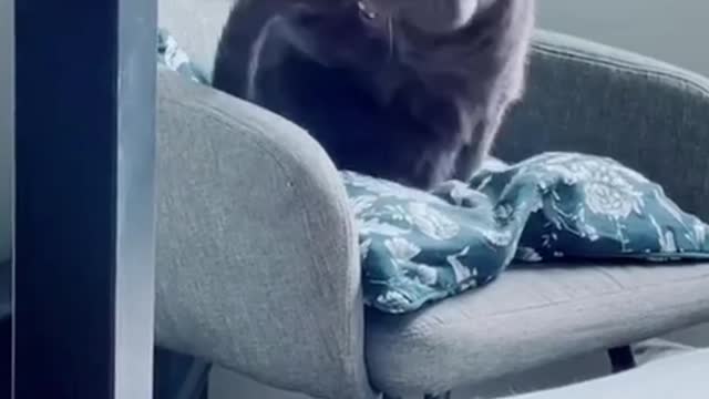 The cat forgot the keys to home and returns through the window