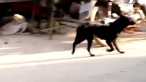 fake Lion and Fake Tiger Prank To dog So Funny