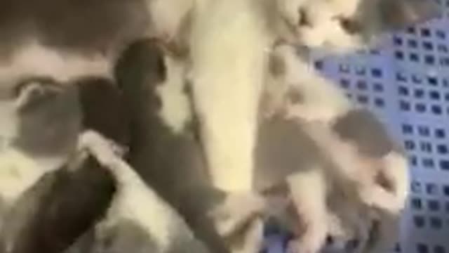 Kittens are scrambling to eat milk