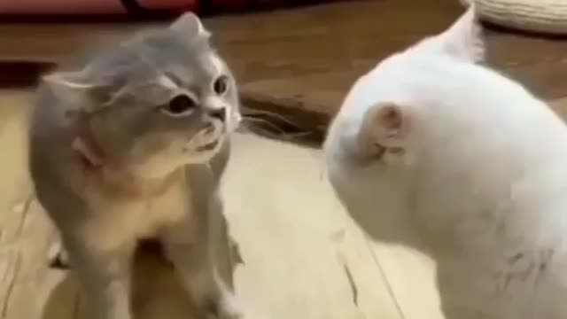 Cat - quarrel