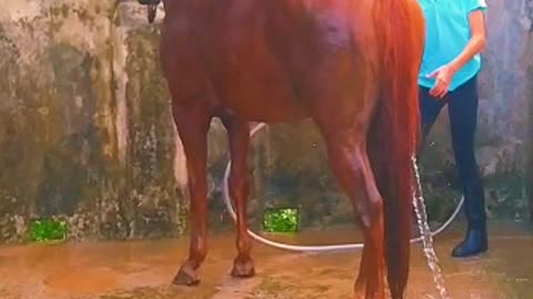 that bath, I love horses