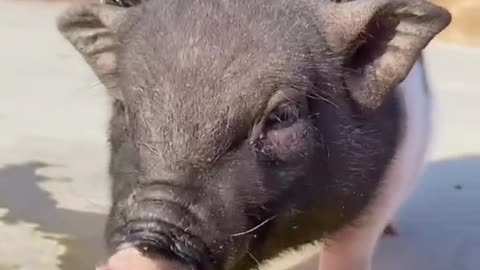 Dogs and pigs can also be friends