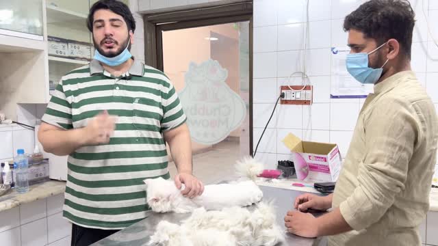 Ghar par cat kesy trim krain ? how to trim your cat’s hair | Best trimmer for Cat | Cat’s hair Fall