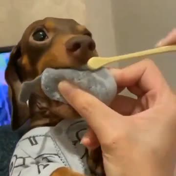 Cachorrinho Salsicha escovando os dentes muito fofo